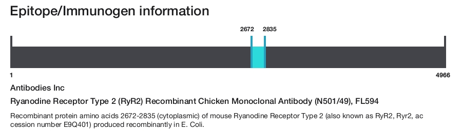 Ryanodine Receptor Type 2 (RyR2) Recombinant Chicken Monoclonal Antibody (N501/49), FL594