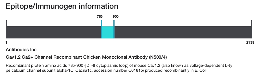 Cav1.2 Ca2+ Channel Recombinant Chicken Monoclonal Antibody (N500/4)