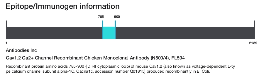 Cav1.2 Ca2+ Channel Recombinant Chicken Monoclonal Antibody (N500/4), FL594