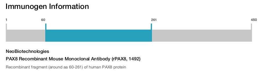 PAX8 Recombinant Mouse Monoclonal Antibody (rPAX8, 1492)