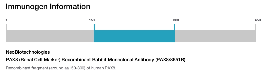 PAX8 (Renal Cell Marker) Recombinant Rabbit Monoclonal Antibody (PAX8/8651R)