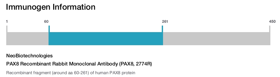 PAX8 Recombinant Rabbit Monoclonal Antibody (PAX8, 2774R)