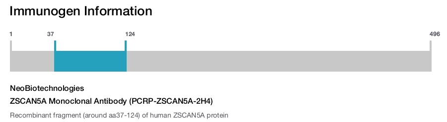 ZSCAN5A Monoclonal Antibody (PCRP-ZSCAN5A-2H4)