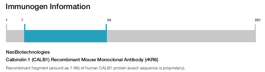 Calbindin 1 (CALB1) Recombinant Mouse Monoclonal Antibody (rKR6)