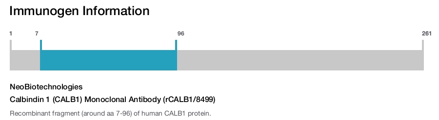 Calbindin 1 (CALB1) Monoclonal Antibody (rCALB1/8499)
