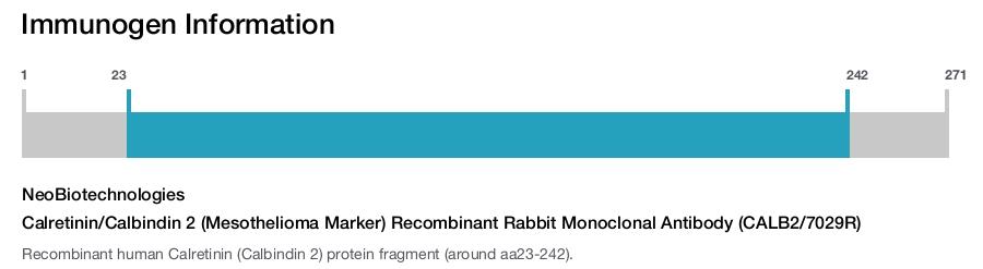 Calretinin/Calbindin 2 (Mesothelioma Marker) Recombinant Rabbit Monoclonal Antibody (CALB2/7029R)