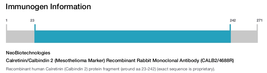 Calretinin/Calbindin 2 (Mesothelioma Marker) Recombinant Rabbit Monoclonal Antibody (CALB2/4688R)