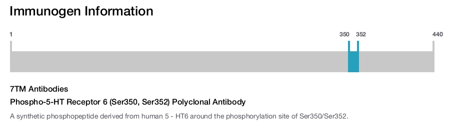 Phospho-5-HT Receptor 6 (Ser350, Ser352) Polyclonal Antibody
