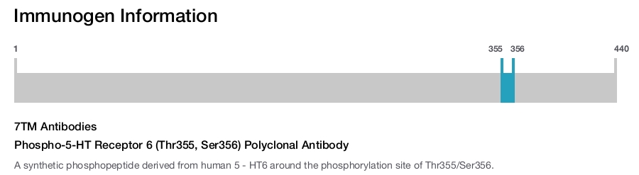 Phospho-5-HT Receptor 6 (Thr355, Ser356) Polyclonal Antibody