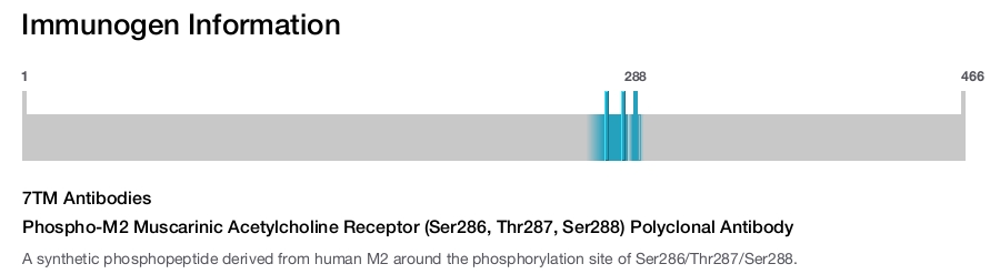 Phospho-M2 Muscarinic Acetylcholine Receptor (Ser286, Thr287, Ser288) Polyclonal Antibody