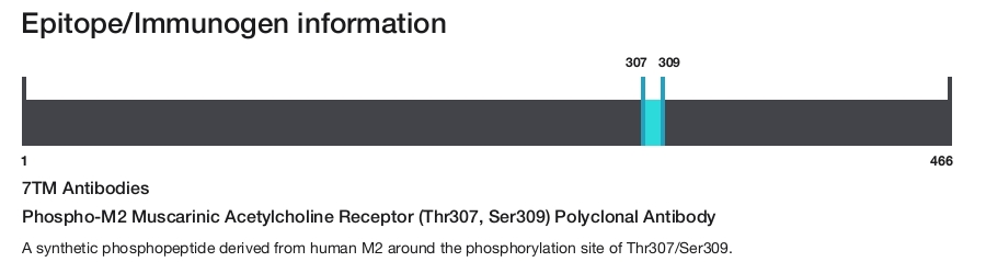 Phospho-M2 Muscarinic Acetylcholine Receptor (Thr307, Ser309) Polyclonal Antibody