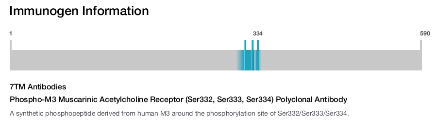 Phospho-M3 Muscarinic Acetylcholine Receptor (Ser332, Ser333, Ser334) Polyclonal Antibody
