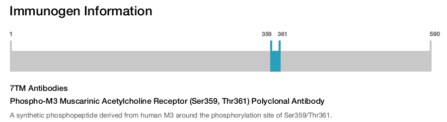Phospho-M3 Muscarinic Acetylcholine Receptor (Ser359, Thr361) Polyclonal Antibody