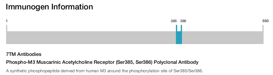 Phospho-M3 Muscarinic Acetylcholine Receptor (Ser385, Ser386) Polyclonal Antibody