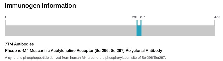 Phospho-M4 Muscarinic Acetylcholine Receptor (Ser296, Ser297) Polyclonal Antibody