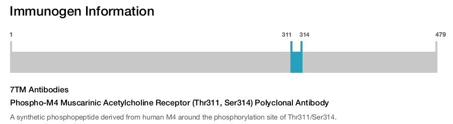 Phospho-M4 Muscarinic Acetylcholine Receptor (Thr311, Ser314) Polyclonal Antibody