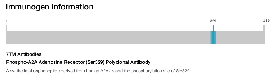 Phospho-A2A Adenosine Receptor (Ser329) Polyclonal Antibody