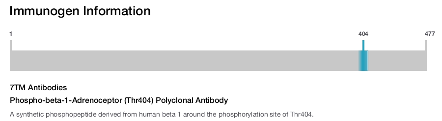 Phospho-beta-1-Adrenoceptor (Thr404) Polyclonal Antibody