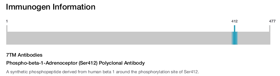 Phospho-beta-1-Adrenoceptor (Ser412) Polyclonal Antibody