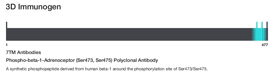 Phospho-beta-1-Adrenoceptor (Ser473, Ser475) Polyclonal Antibody