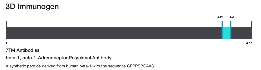 beta-1, beta-1-Adrenoceptor Polyclonal Antibody
