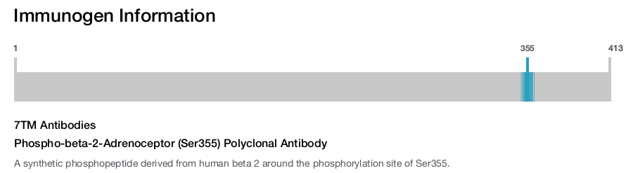 Phospho-beta-2-Adrenoceptor (Ser355) Polyclonal Antibody