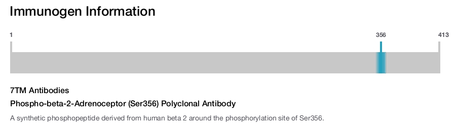 Phospho-beta-2-Adrenoceptor (Ser356) Polyclonal Antibody