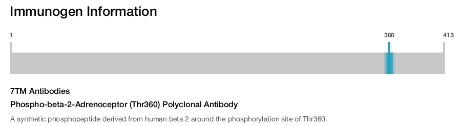 Phospho-beta-2-Adrenoceptor (Thr360) Polyclonal Antibody