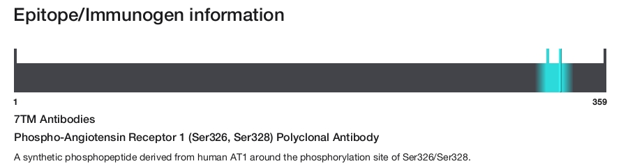 Phospho-Angiotensin Receptor 1 (Ser326, Ser328) Polyclonal Antibody