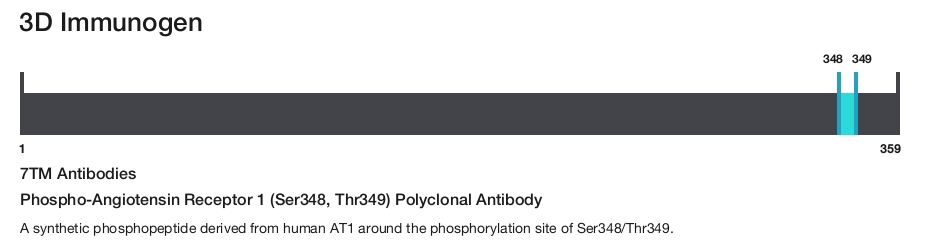Phospho-Angiotensin Receptor 1 (Ser348, Thr349) Polyclonal Antibody