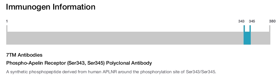 Phospho-Apelin Receptor (Ser343, Ser345) Polyclonal Antibody