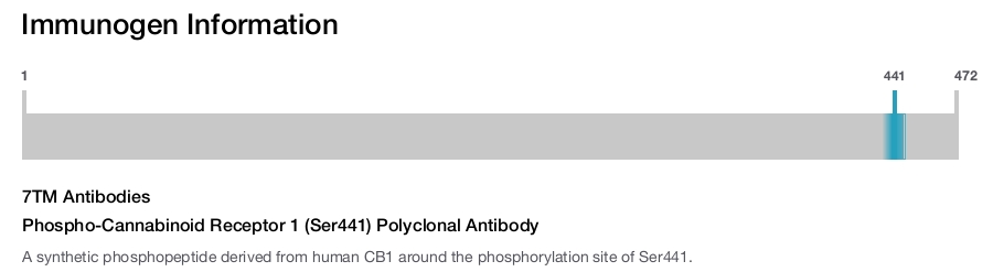 Phospho-Cannabinoid Receptor 1 (Ser441) Polyclonal Antibody