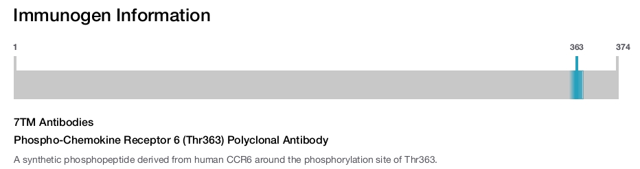 Phospho-Chemokine Receptor 6 (Thr363) Polyclonal Antibody