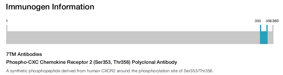 Phospho-CXC Chemokine Receptor 2 (Ser353, Thr356) Polyclonal Antibody