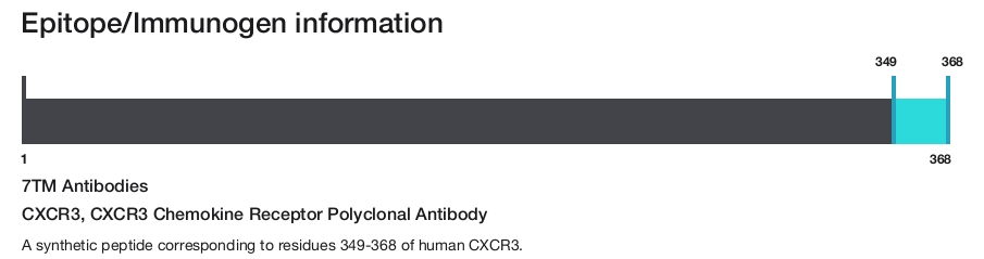 CXCR3, CXCR3 Chemokine Receptor Polyclonal Antibody