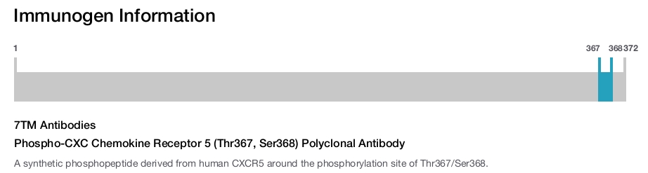 Phospho-CXC Chemokine Receptor 5 (Thr367, Ser368) Polyclonal Antibody