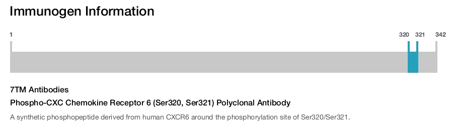 Phospho-CXC Chemokine Receptor 6 (Ser320, Ser321) Polyclonal Antibody