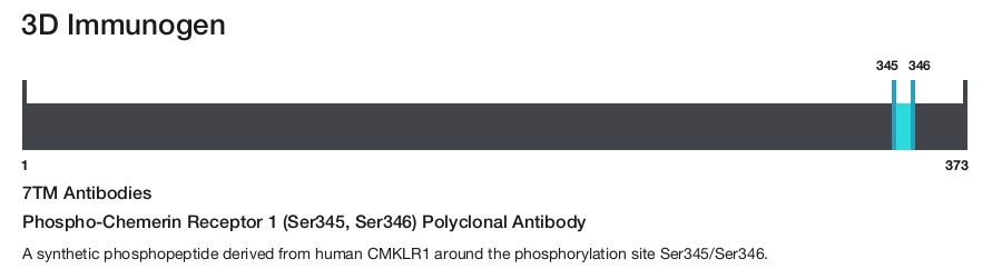 Phospho-Chemerin Receptor 1 (Ser345, Ser346) Polyclonal Antibody