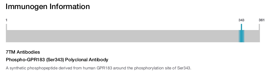 Phospho-GPR183 (Ser343) Polyclonal Antibody