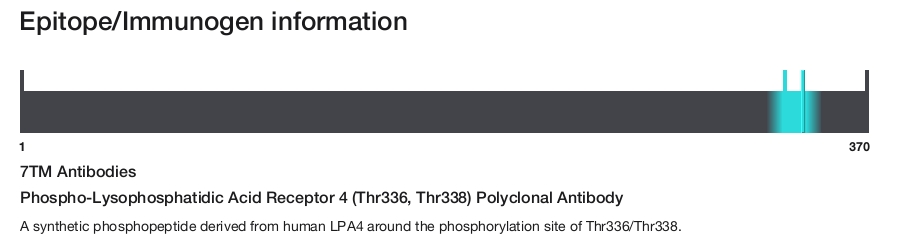 Phospho-Lysophosphatidic Acid Receptor 4 (Thr336, Thr338) Polyclonal Antibody