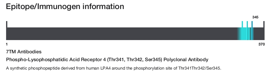 Phospho-Lysophosphatidic Acid Receptor 4 (Thr341, Thr342, Ser345) Polyclonal Antibody