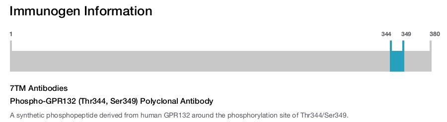 Phospho-GPR132 (Thr344, Ser349) Polyclonal Antibody