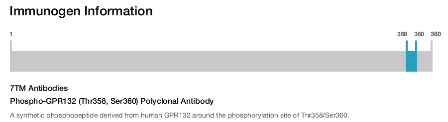 Phospho-GPR132 (Thr358, Ser360) Polyclonal Antibody