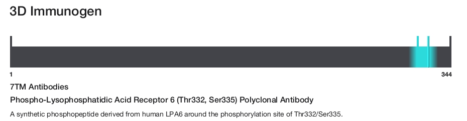 Phospho-Lysophosphatidic Acid Receptor 6 (Thr332, Ser335) Polyclonal Antibody