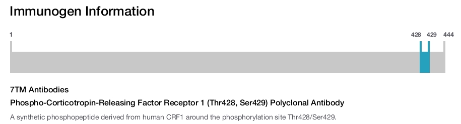 Phospho-Corticotropin-Releasing Factor Receptor 1 (Thr428, Ser429) Polyclonal Antibody