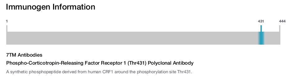 Phospho-Corticotropin-Releasing Factor Receptor 1 (Thr431) Polyclonal Antibody