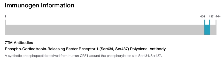 Phospho-Corticotropin-Releasing Factor Receptor 1 (Ser434, Ser437) Polyclonal Antibody