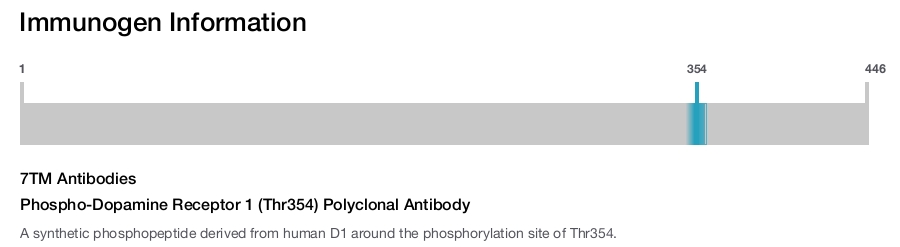 Phospho-Dopamine Receptor 1 (Thr354) Polyclonal Antibody