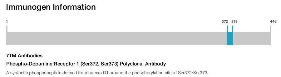 Phospho-Dopamine Receptor 1 (Ser372, Ser373) Polyclonal Antibody