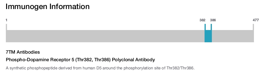 Phospho-Dopamine Receptor 5 (Thr382, Thr386) Polyclonal Antibody